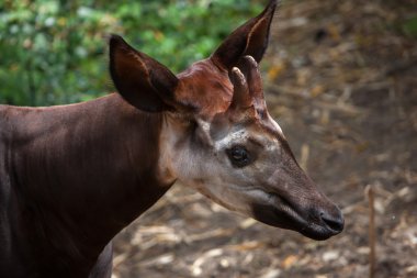 Okapi (Okapia johnstoni).