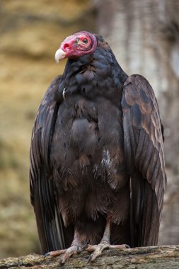 Turkey vulture (Cathartes aura) clipart