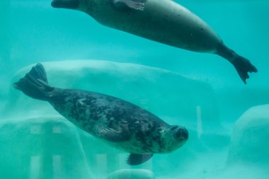 Grey seals (Halichoerus grypus). clipart