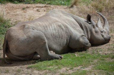 Black rhinoceros (Diceros bicornis). clipart