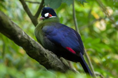 Hartlaub'ın turaco (Tauraco hartlaubi). 