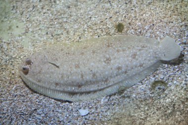 Senegalli sole (Solea senegalensis).