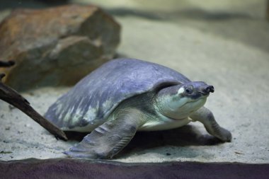 Domuz burunlu kaplumbağa (Carettochelys insculpta)