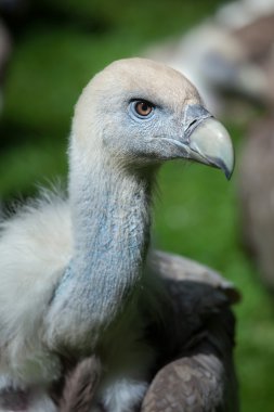 Griffon akbabası (Gyps fulvus).