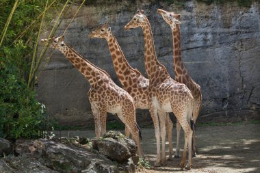 Kordofan giraffes (Giraffa camelopardalis antiquorum) clipart