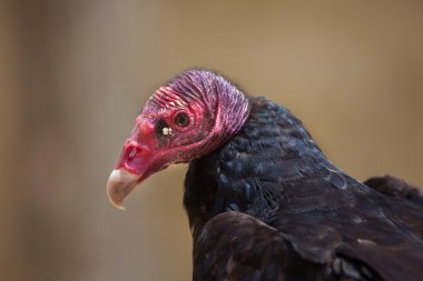 Turkey vulture (Cathartes aura) clipart