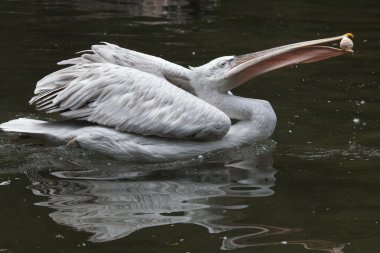 Dalmaçyalı pelikan (Pelecanus crispus). 