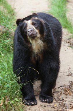 Spectacled bear (Tremarctos ornatus) clipart