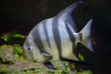Atlantik spadefish (Chaetodipterus faber)