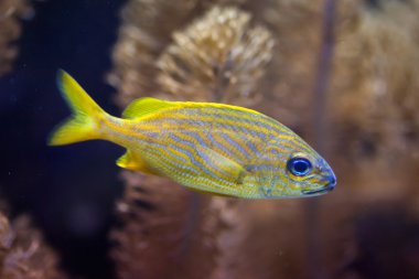 Fransız homurtu (Haemulon flavolineatum).