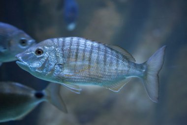 Kum steenbras (Lithognathus mormyrus).