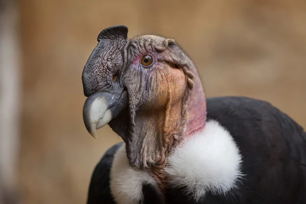 Andský kondor (Vultur gryphus). — Stock fotografie