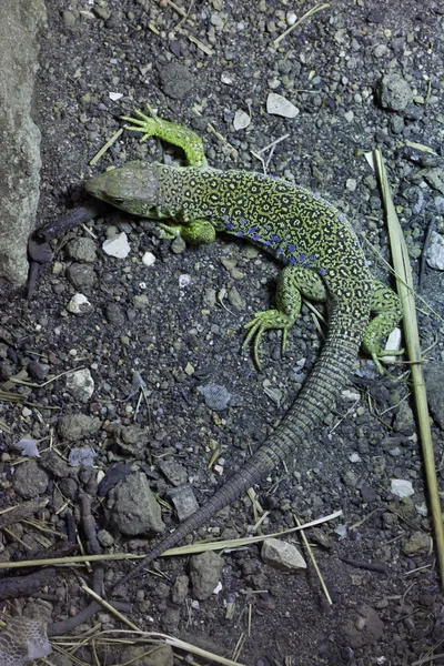 Ocellated kertenkele (timon lepidus). — Stok fotoğraf