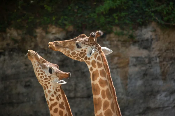 Kordofan giraffes (Giraffa camelopardalis antiquorum) — Stock Photo, Image