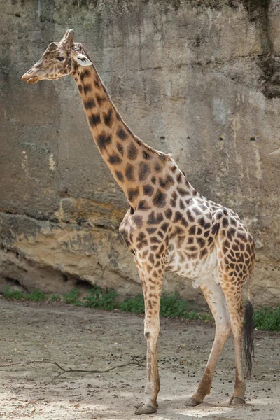 Giraffe Кордофане (Жираф Giraffa antiquorum) — стокове фото