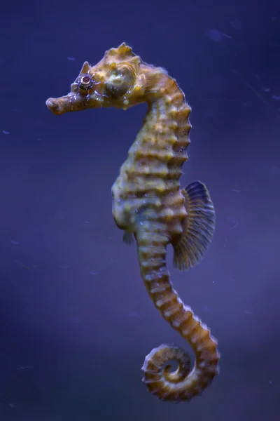 Kurzschnauzenseepferdchen (Hippocampus hippocampus)). — Stockfoto