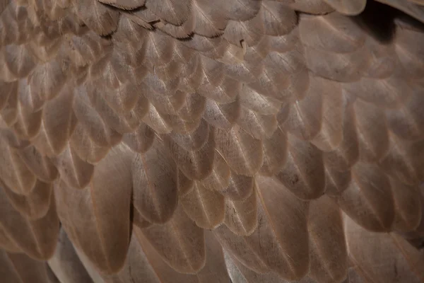 Textura de plumagem do abutre Griffon — Fotografia de Stock