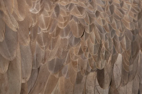 Cinereous 兀鹫的羽毛纹理 — 图库照片