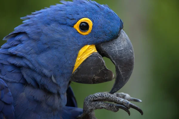Jácint papagáj (kék ara hyacinthinus). — Stock Fotó