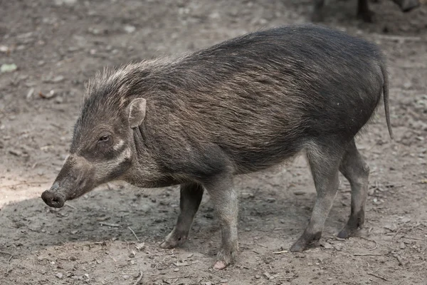 Maiale verrucoso di Visayan (Sus cebifrons ). — Foto Stock