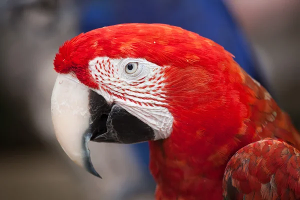 Green-winged macaw (Ara chloropterus) — Stock Photo, Image