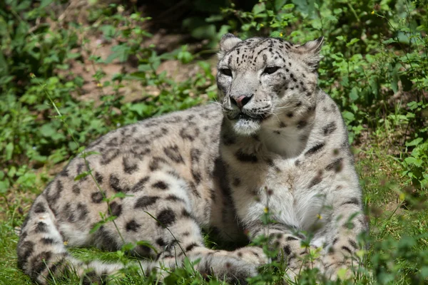 Leopardo da neve (Panthera uncia). — Fotografia de Stock