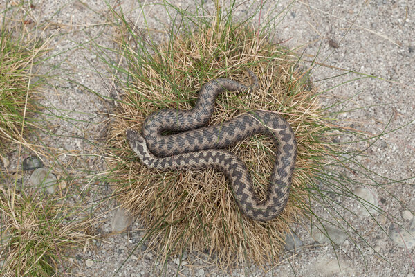 Европейская гадюка (Vipera berus)
).