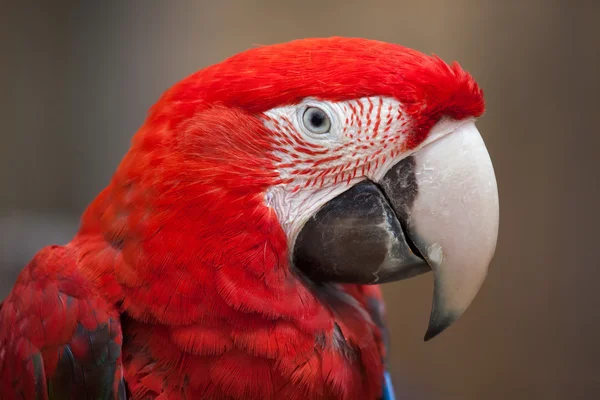 Guacamayo de alas verdes (Ara chloropterus ) — Foto de Stock