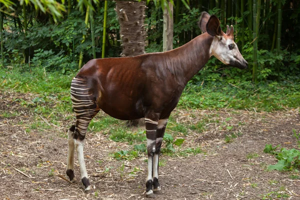 Okapi (Okapia johnstoni). — Foto de Stock