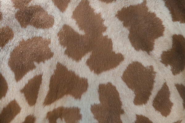 Skin texture of Kordofan giraffe