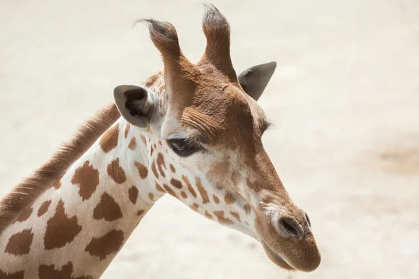 Kordofan giraffe (Giraffa camelopardalis antiquorum) — Stock Photo, Image