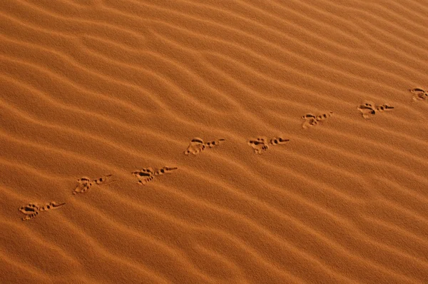 Passi di uccello nel deserto del Sahara — Foto Stock