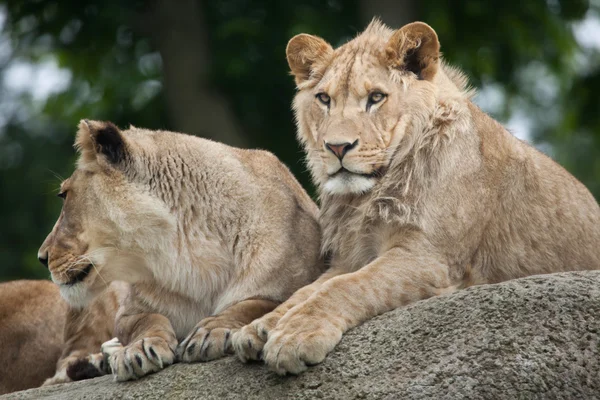 Leoa e leão macho juvenil — Fotografia de Stock