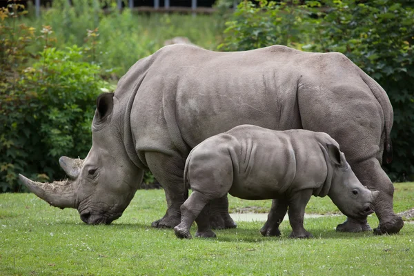 Southern white rhinoceros — Stock Photo, Image