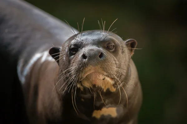 Lontra gigante (Pteronura brasiliensis ). — Foto Stock