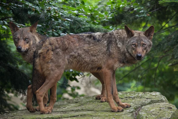 Lobo ibérico (Canis lupus signatus ). — Fotografia de Stock
