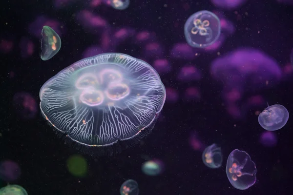 Měsíc jellyfishes (Aurelia aurita). — Stock fotografie