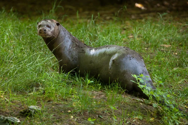 Giant otter (Pteronura brasiliensis). — Stock Photo, Image