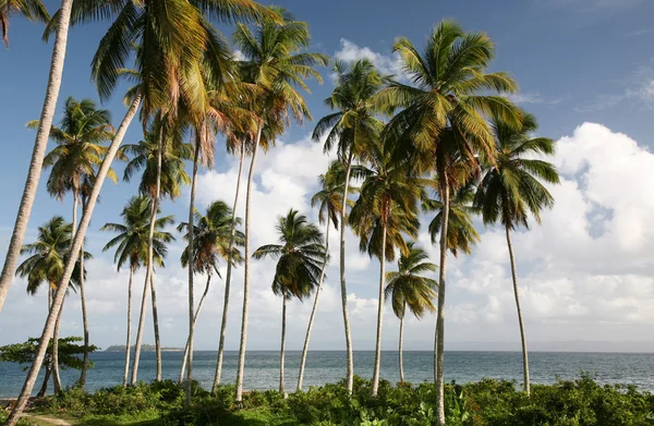 Palmeras en la orilla del mar — Foto de Stock