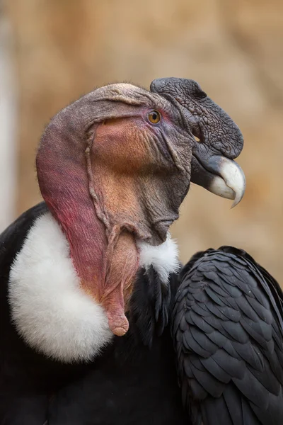 Condor andino (Vultur gryphus). — Fotografia de Stock