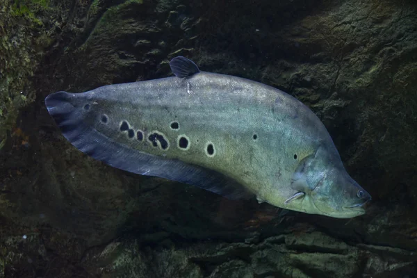 Palhaço knifefish (Chitala ornate ) — Fotografia de Stock