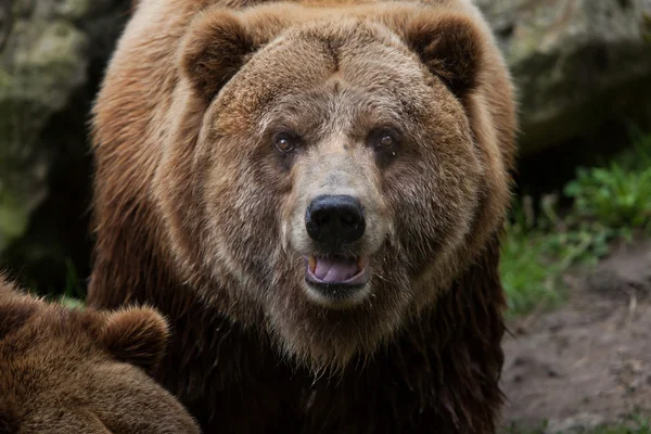 Terraferma grizzly (Ursus arctos horribilis ). — Foto Stock