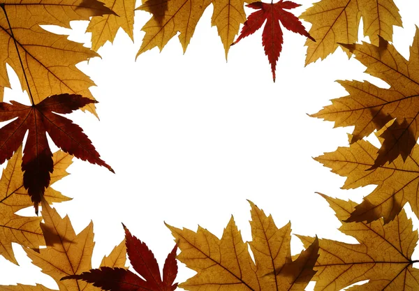 Ramki z klon liści na białym tle — Zdjęcie stockowe