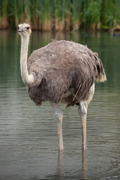 Avestruz (Struthio camelus ). — Foto de Stock