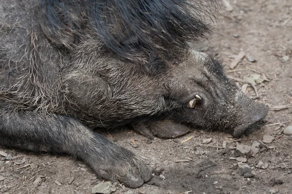 Świnia wisajska (Sus cebifrons). — Zdjęcie stockowe
