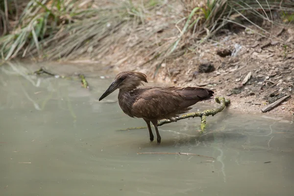 Hamerkop (Scopus umbretta). — 스톡 사진