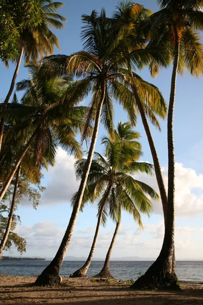 Palmeras en la orilla del mar — Foto de Stock