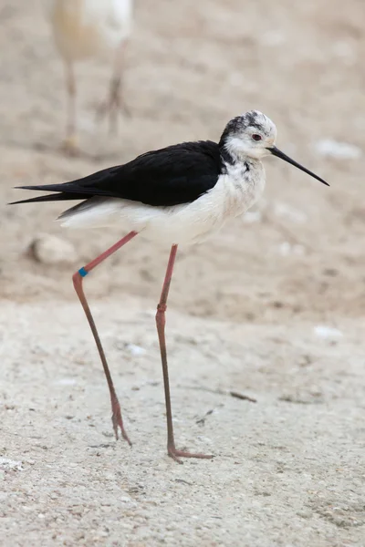 Szczudła czarnoskrzydła (Himantopus himantopus). — Zdjęcie stockowe