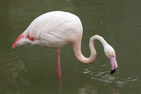 Flamingo-gigante (Phoenicopterus roseus ). — Fotografia de Stock