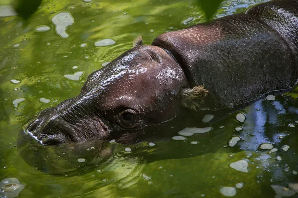 Pygmy hippopotamus (Choeropsis liberiensis). — Stok Foto